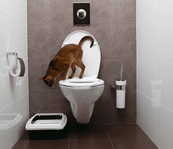 apprendre toilettes chat